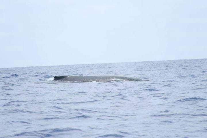 Moorea Temae Bungalow Lory Bord De Mer ภายนอก รูปภาพ