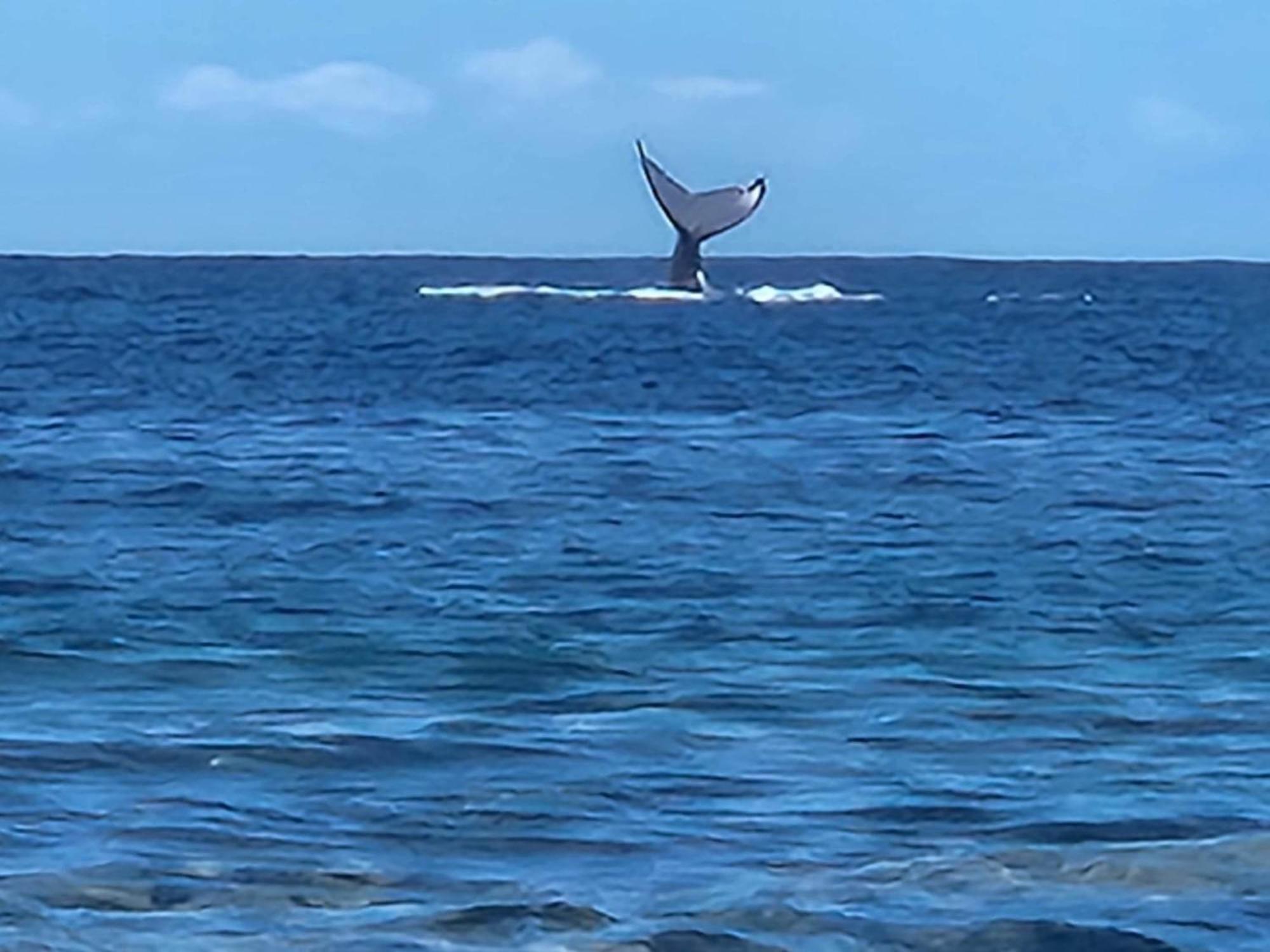 Moorea Temae Bungalow Lory Bord De Mer ภายนอก รูปภาพ